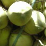 Bến Tre