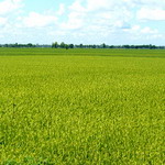 An Giang